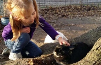 A little girl petting a rabbit at the Maize